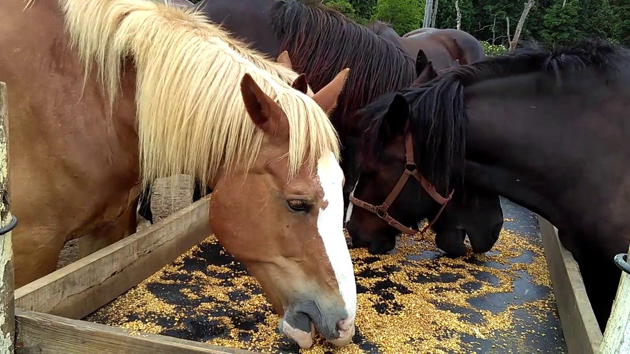 Horse Feed